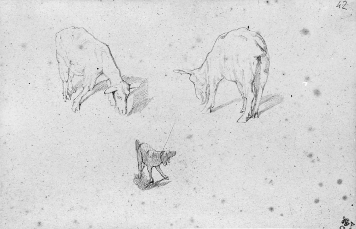 Animali - Gabinetto Disegni e Stampe degli Uffizi, Firenze